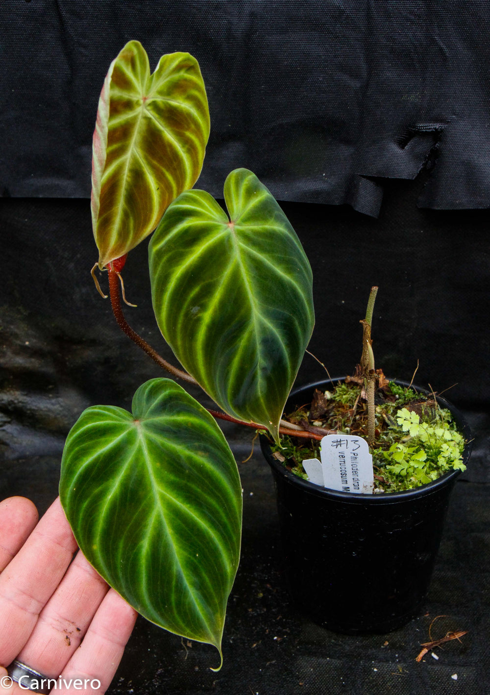 Philodendron verrucosum 