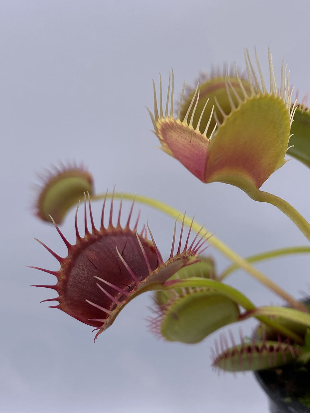 Venus Flytrap- Dionaea muscipula 