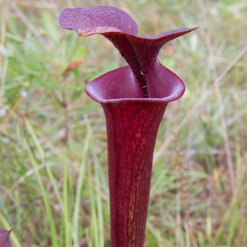 Sarracenia flava var. atropurpurea