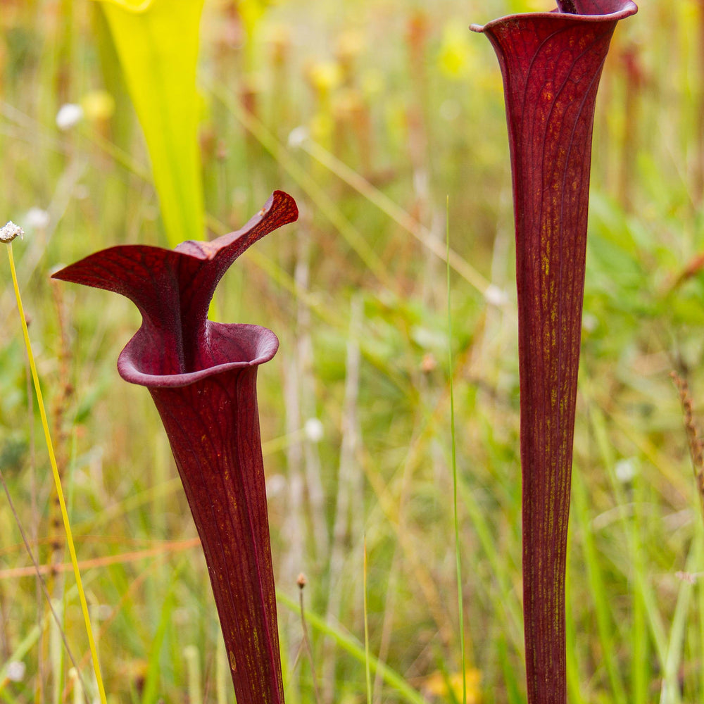 
                      
                        Sarracenia flava var. atropurpurea
                      
                    