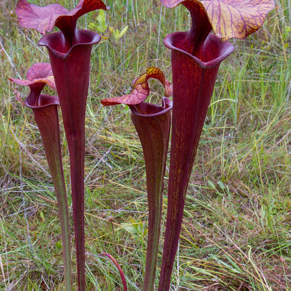 Sarracenia flava var. atropurpurea