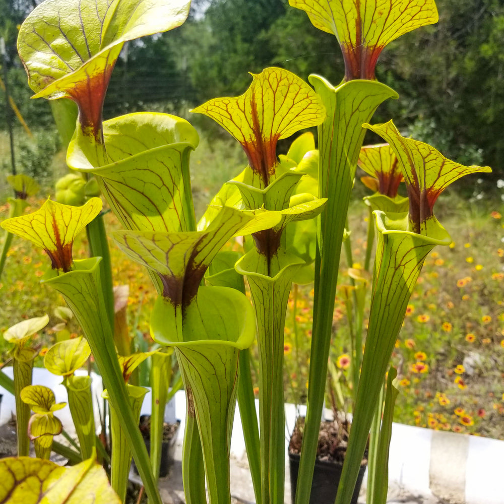 
                      
                        Sarracenia flava var. ornata SL Motherplant
                      
                    