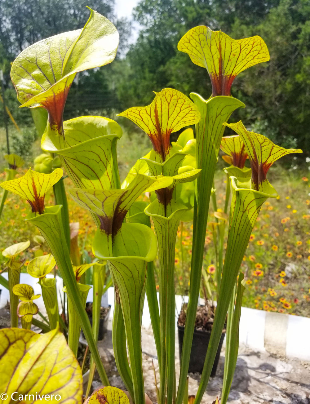 Sarracenia flava var. ornata SL Motherplant