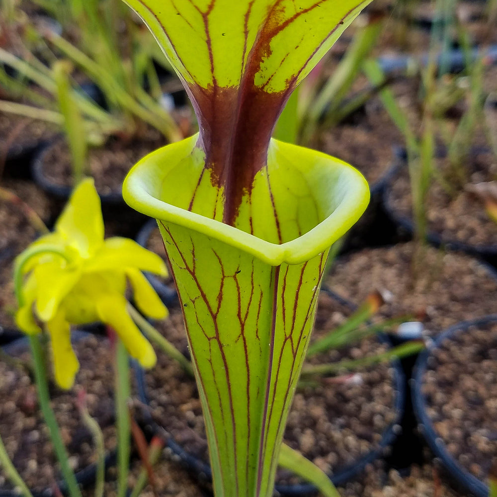 
                      
                        Sarracenia flava var. ornata SL Motherplant
                      
                    