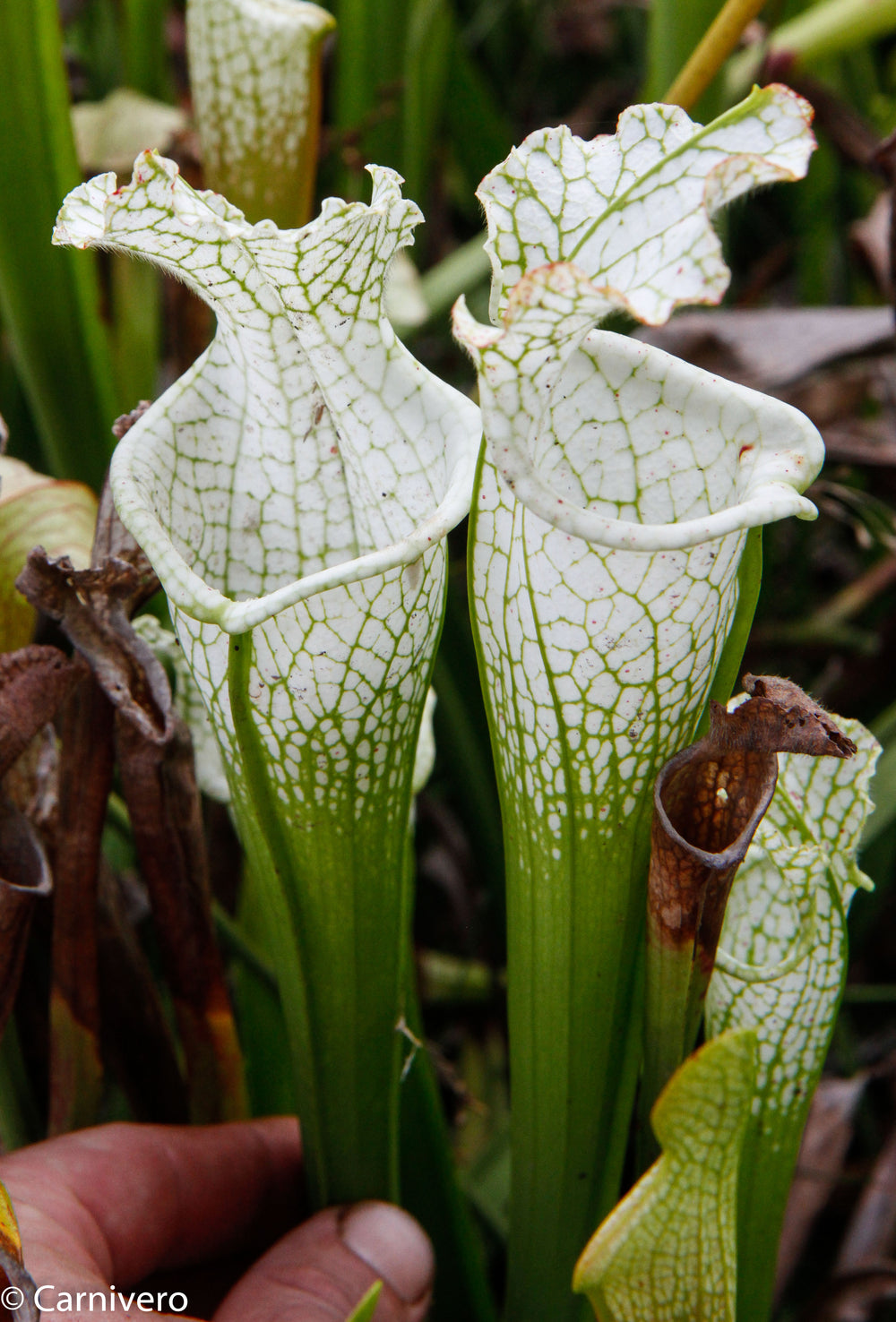 Sarracenia leucophylla var. alba 