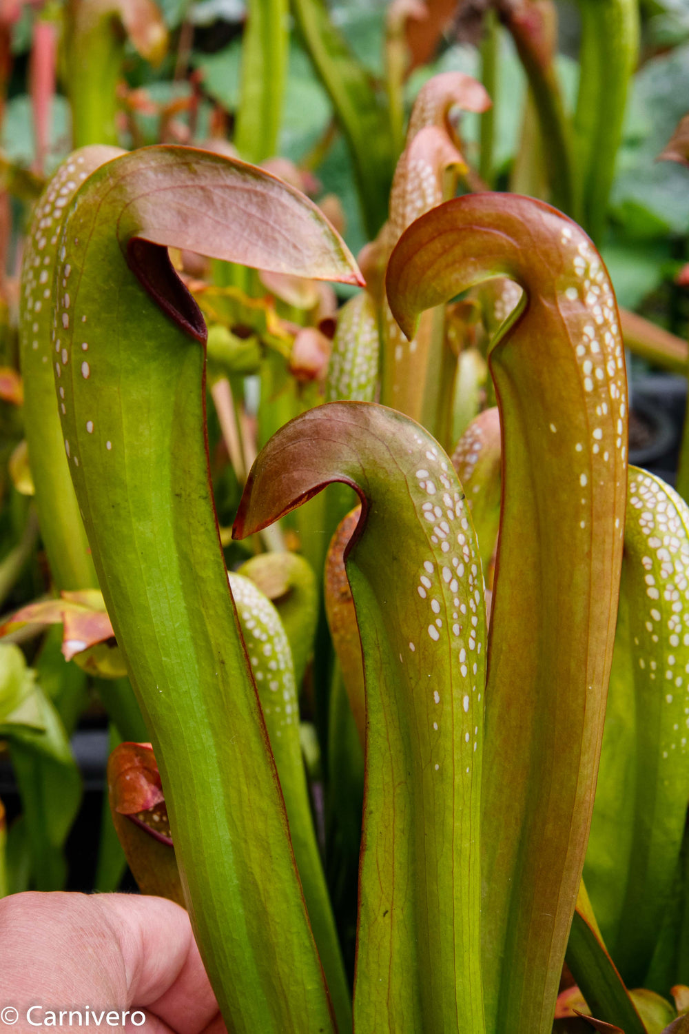 Sarracenia minor var. okeefenokensis