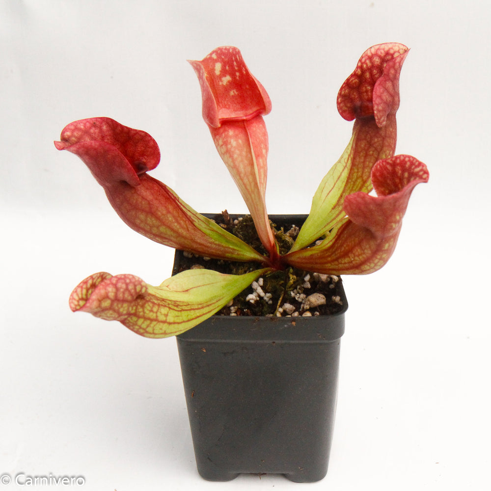 Sarracenia purpurea ssp. venosa 