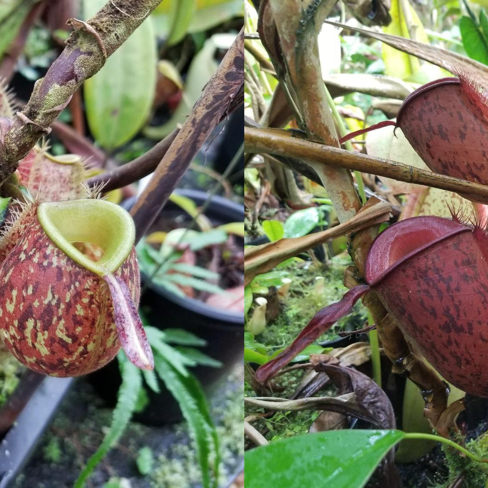 
                      
                        Nepenthes ampullaria [Tricolor x (William's Red x Harlequin)], CAR-0198
                      
                    