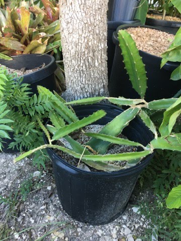 Dragon Fruit (cuttings)