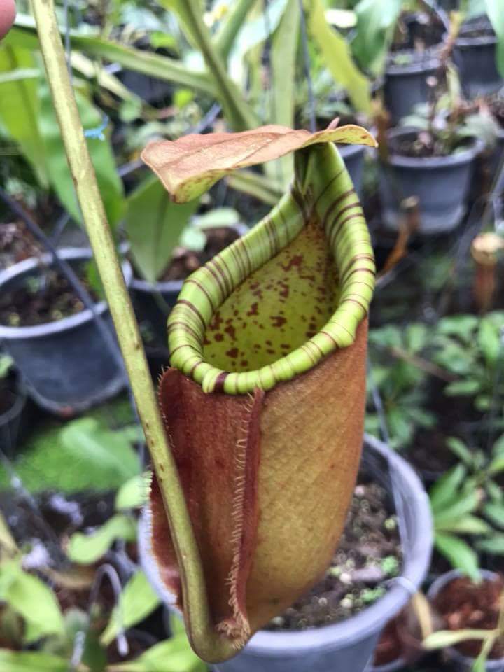 Nepenthes bicalcarata x northiana