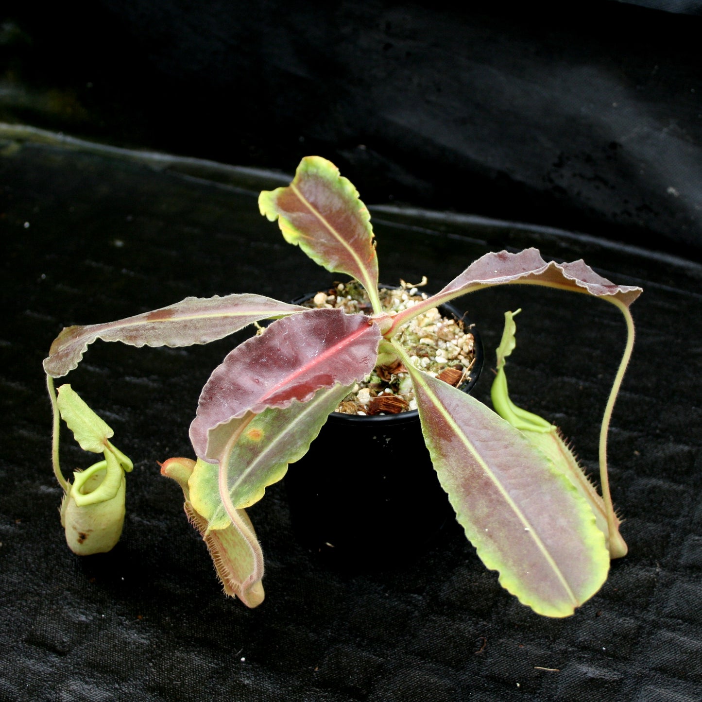 Nepenthes maxima, BE-3907