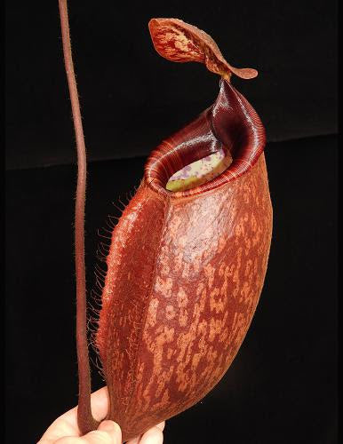 Nepenthes peltata, BE-4025