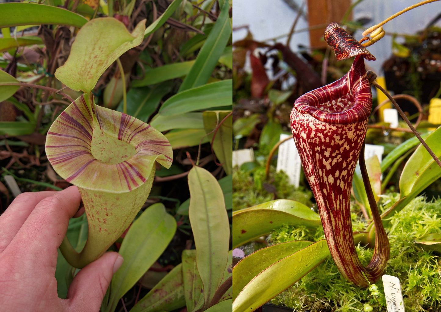 Nepenthes platychila x vogelii, BE-3638