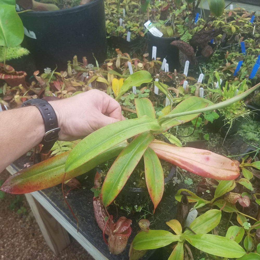 
                      
                        Nepenthes sibuyanensis variegated
                      
                    