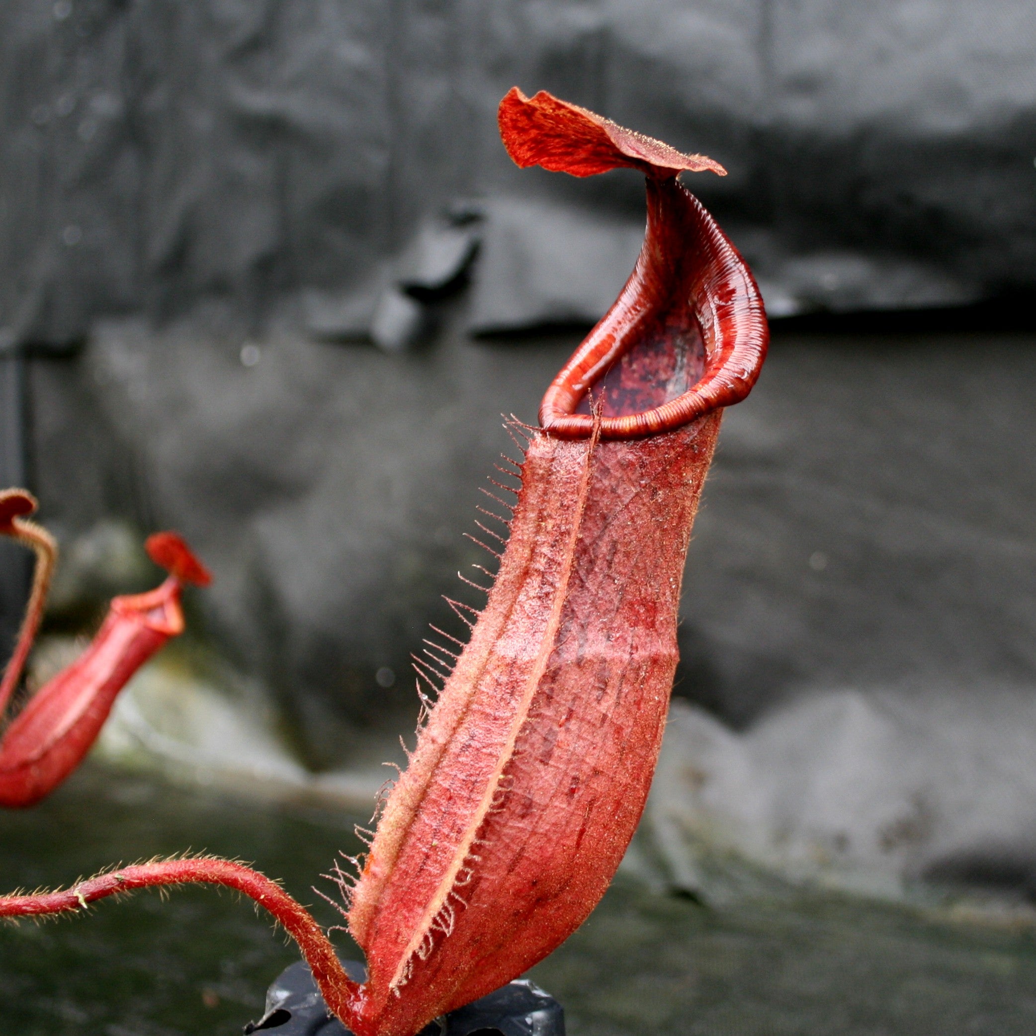 Nepenthes truncata x peltata 