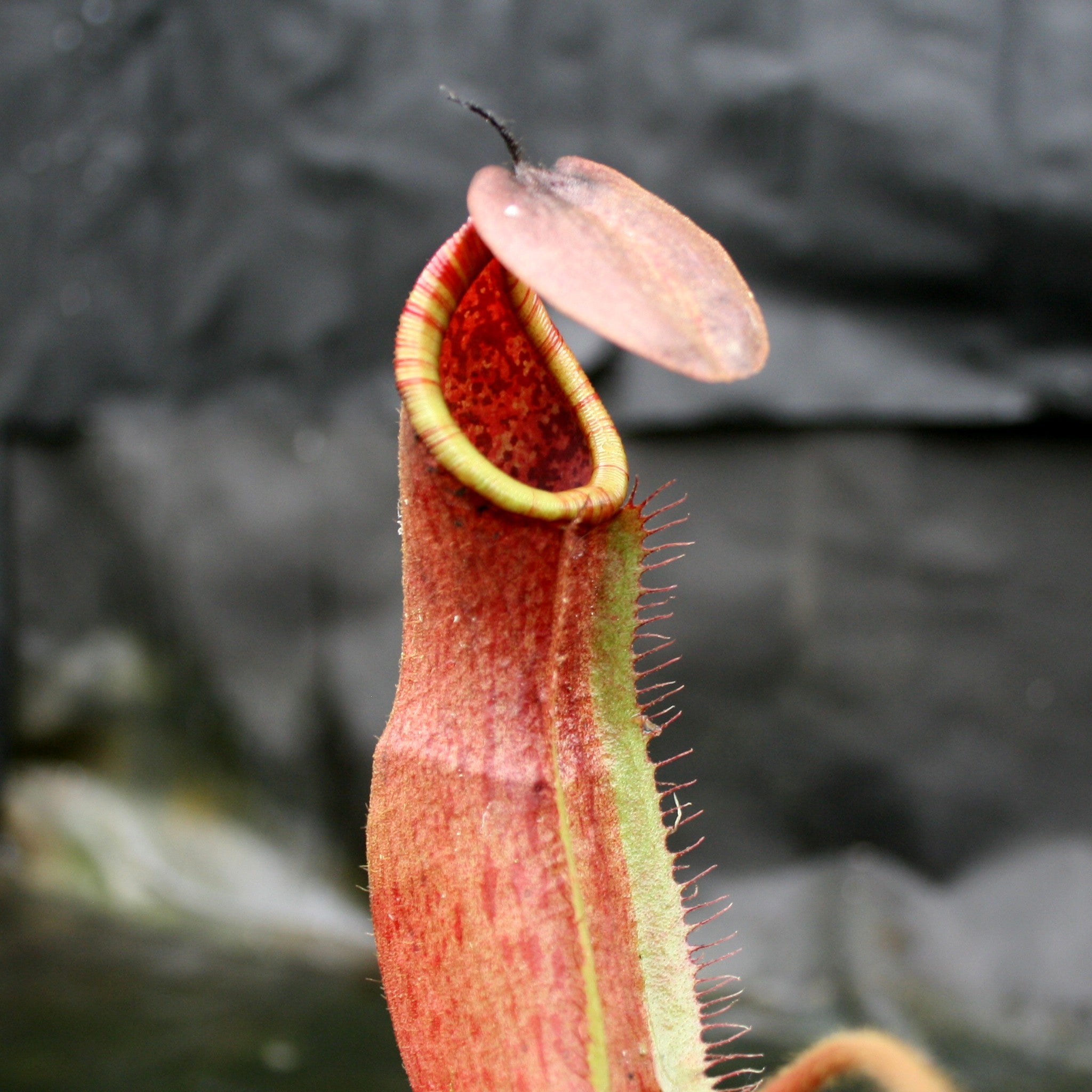 Nepenthes truncata x peltata 