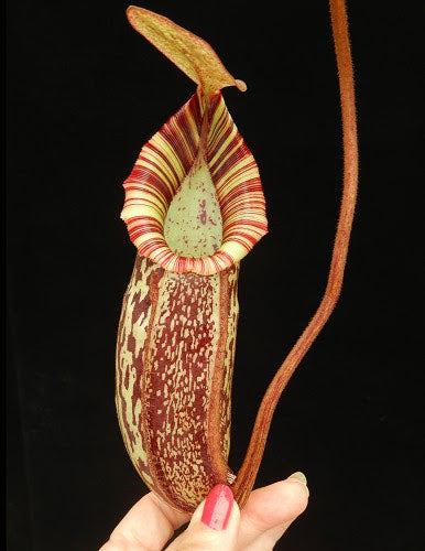 Nepenthes spectabilis x bongso