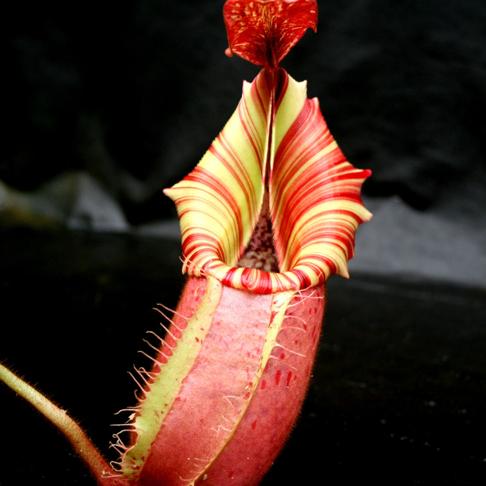 Nepenthes veitchii 