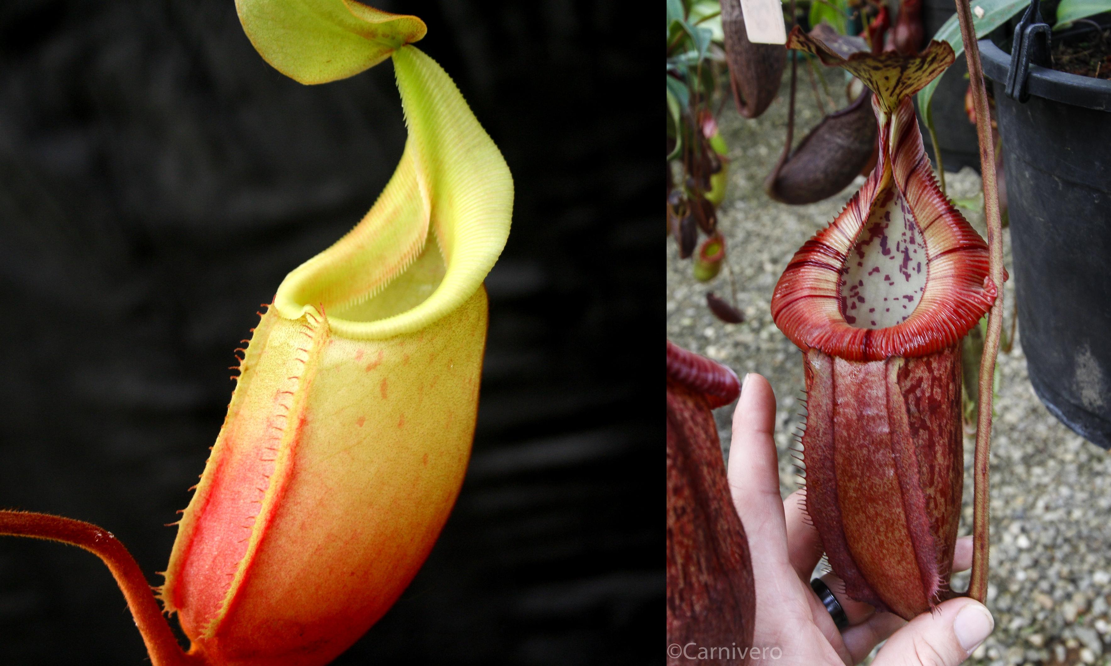 Nepenthes (veitchii x mira) x (burbidgeae x edwardsiana) – Carnivero