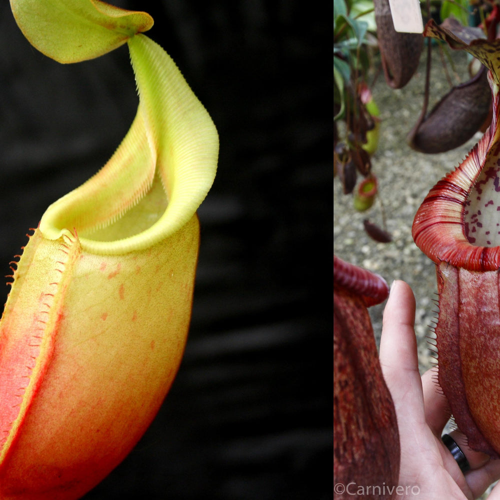 
                      
                        Nepenthes (veitchii x mira) x (burbidgeae x edwardsiana)
                      
                    